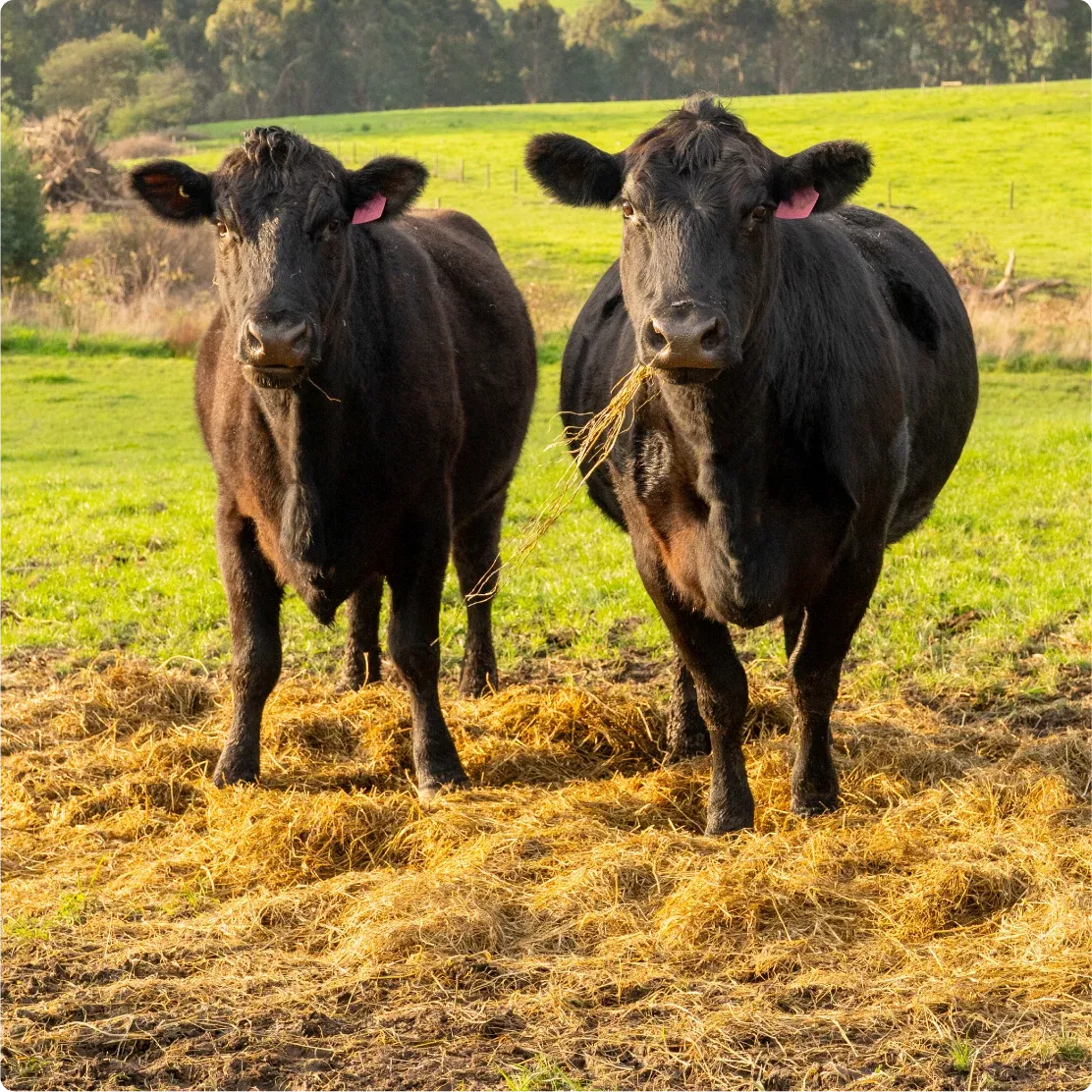 Grass-fed