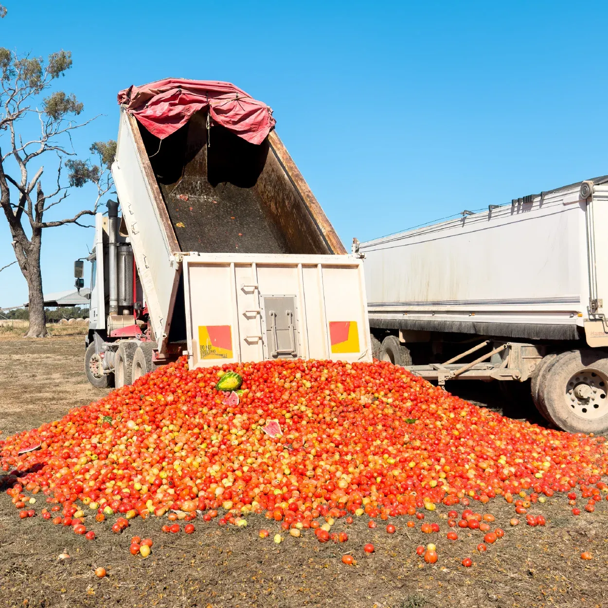 Tomato Dumping