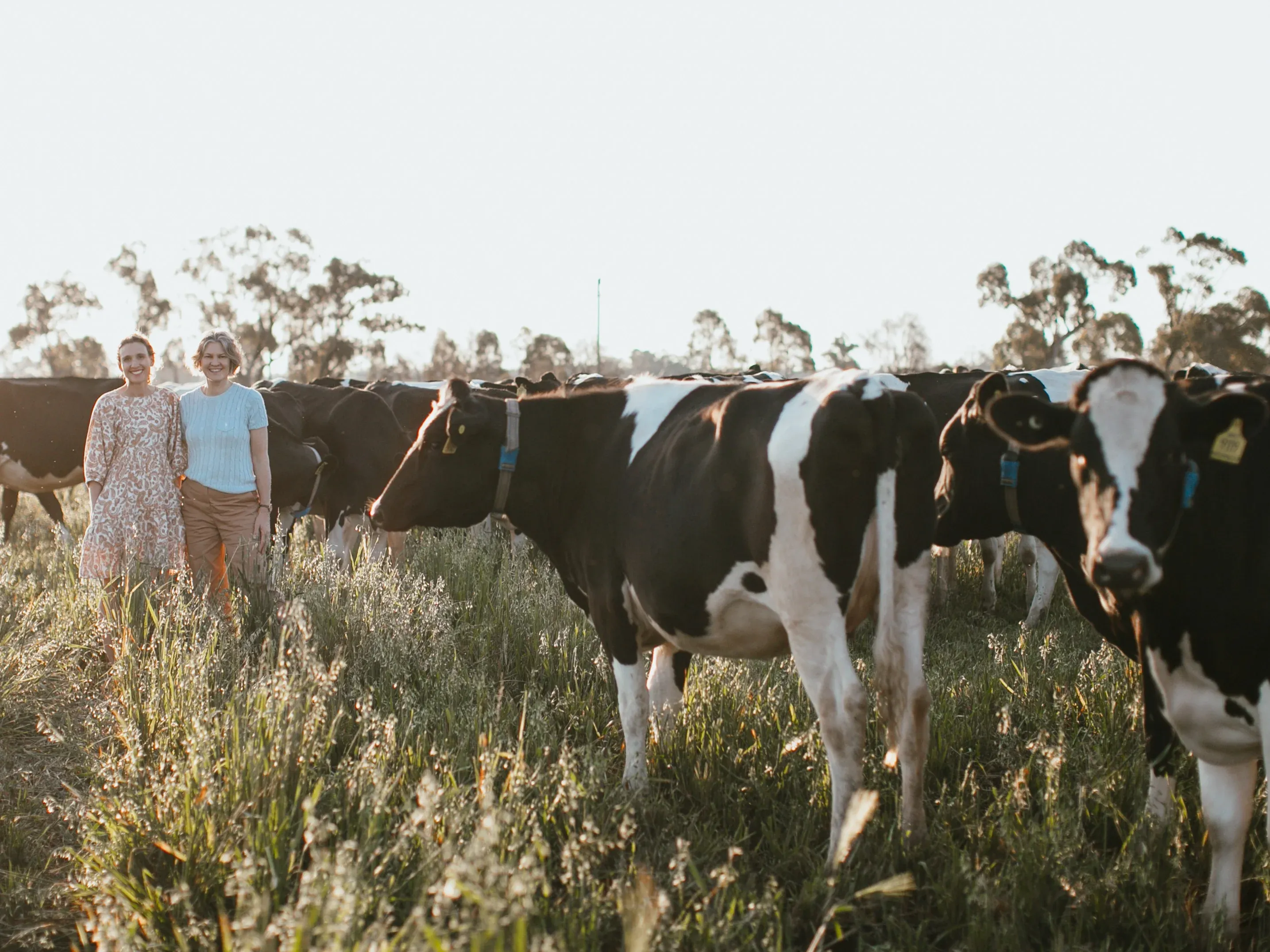 Little big dairy farmers